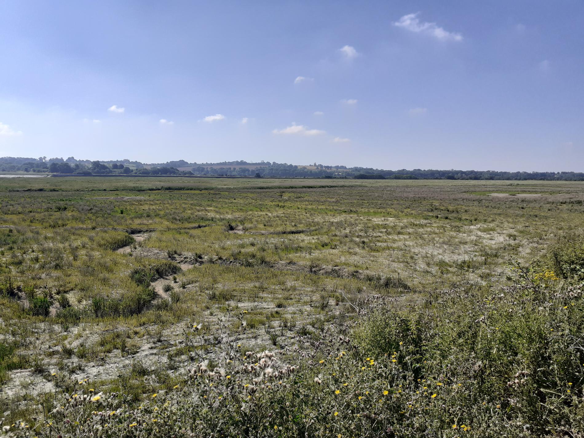 Vasière proche du Barrage du Maresquier